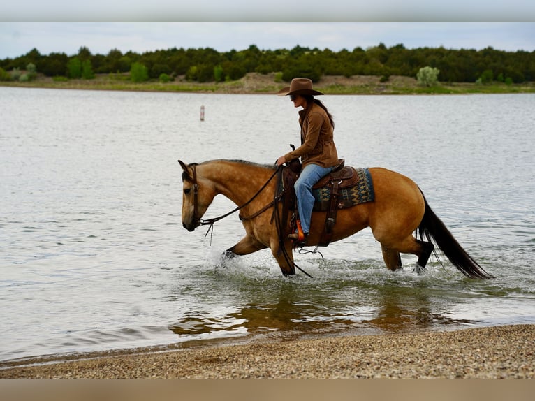 American Quarter Horse Stute 5 Jahre Buckskin in Brandon