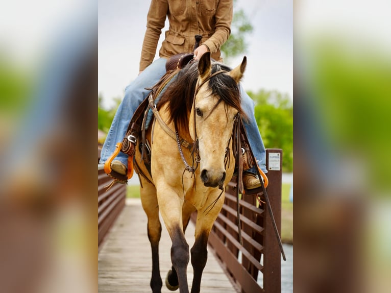 American Quarter Horse Stute 5 Jahre Buckskin in Brandon