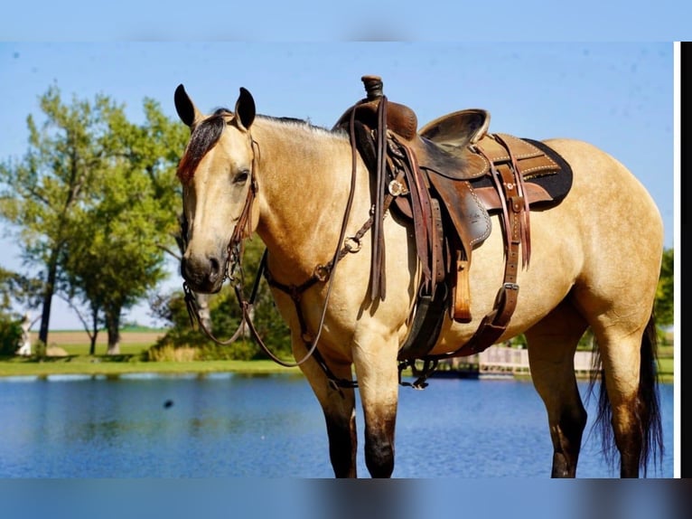 American Quarter Horse Stute 5 Jahre Buckskin in Brandon