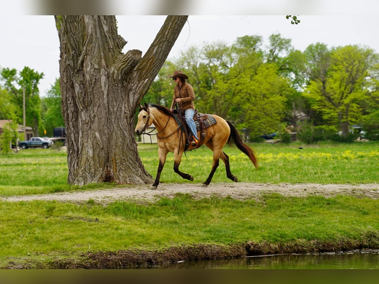 American Quarter Horse Stute 5 Jahre Buckskin in Brandon