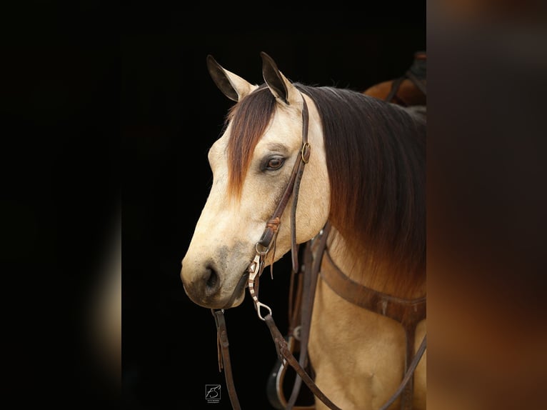 American Quarter Horse Stute 5 Jahre Buckskin in Addison