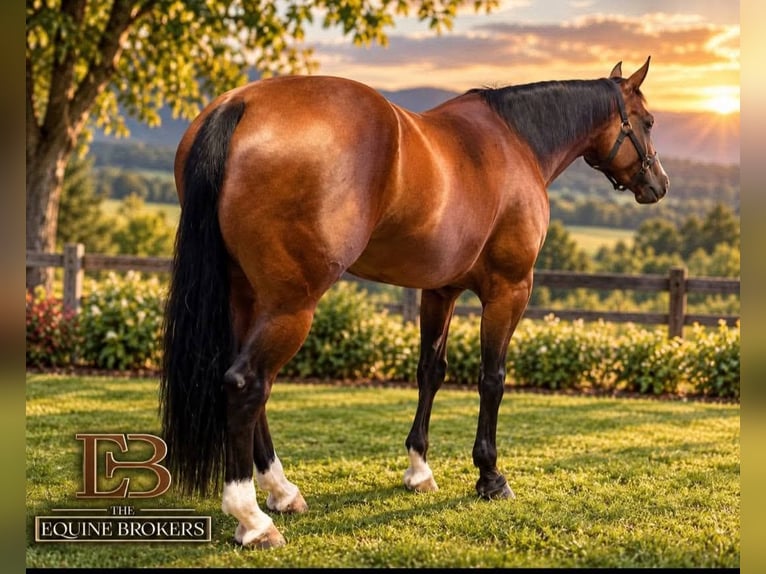 American Quarter Horse Stute 5 Jahre Dunkelbrauner in San Pierino