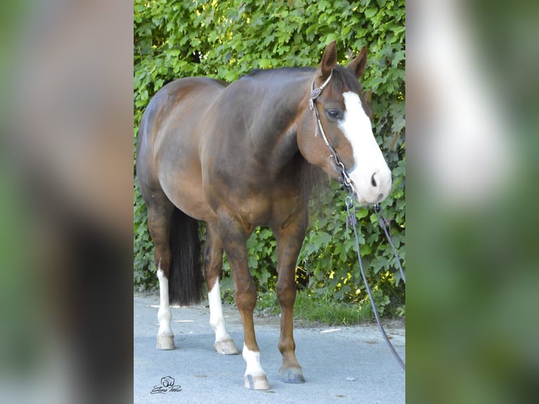 American Quarter Horse Stute 5 Jahre Dunkelfuchs in Kürten