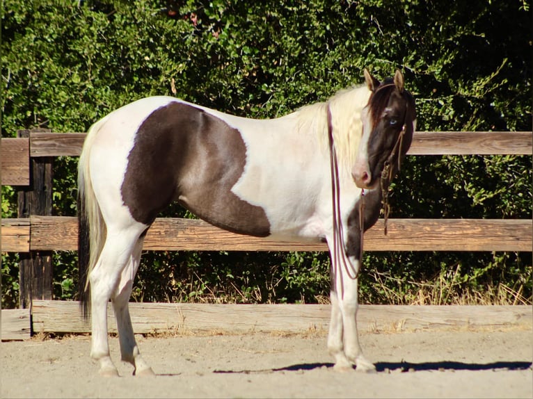 American Quarter Horse Stute 5 Jahre Grullo in Bitterwater CA
