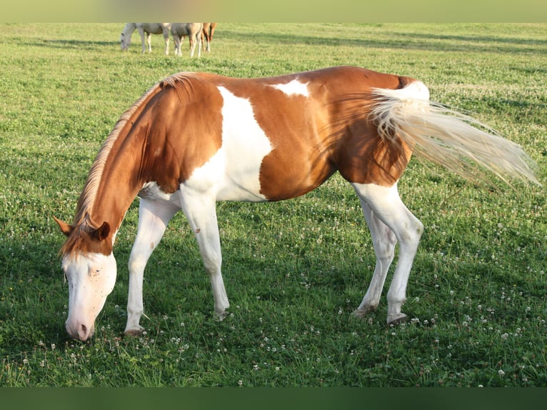 American Quarter Horse Stute 5 Jahre Overo-alle-Farben in Petit-Tenquin