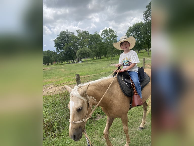 American Quarter Horse Mix Stute 5 Jahre Palomino in Friendswood