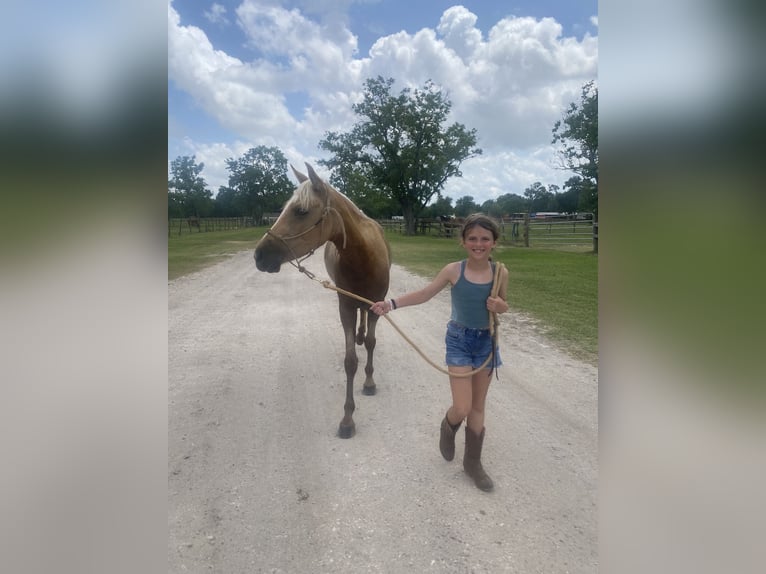 American Quarter Horse Mix Stute 5 Jahre Palomino in Friendswood