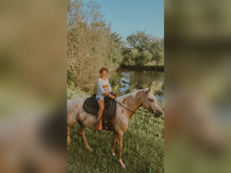 American Quarter Horse Mix Stute 5 Jahre Palomino in Friendswood