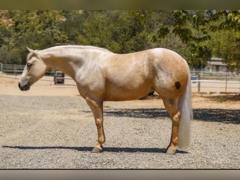 American Quarter Horse Stute 5 Jahre Palomino in Norco