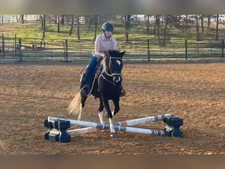 American Quarter Horse Stute 5 Jahre Rappe in weatherford VA