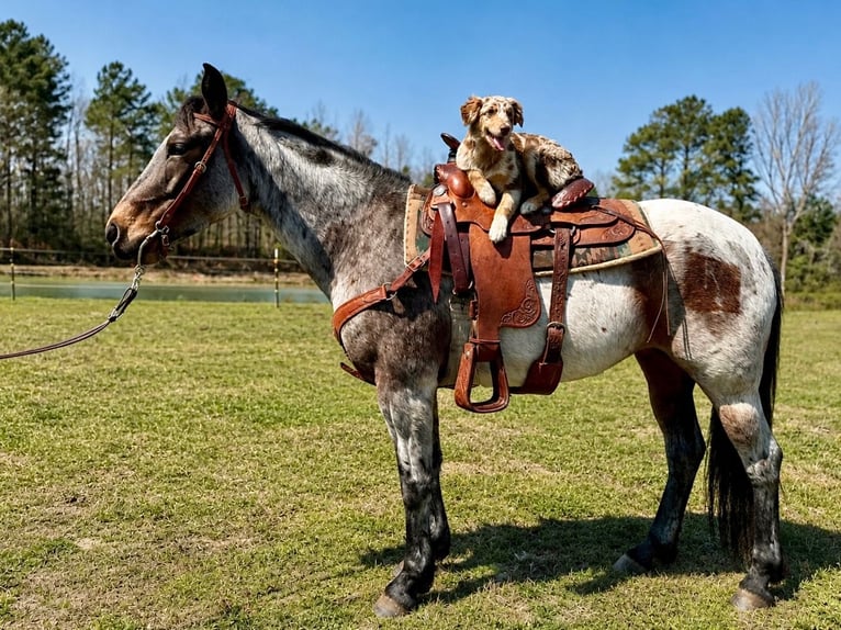 American Quarter Horse Stute 5 Jahre Roan-Bay in Four Oaks