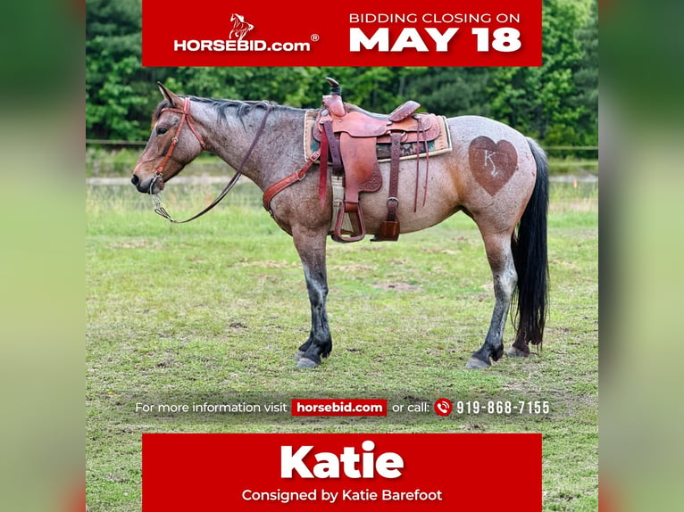 American Quarter Horse Stute 5 Jahre Roan-Bay in Four Oaks
