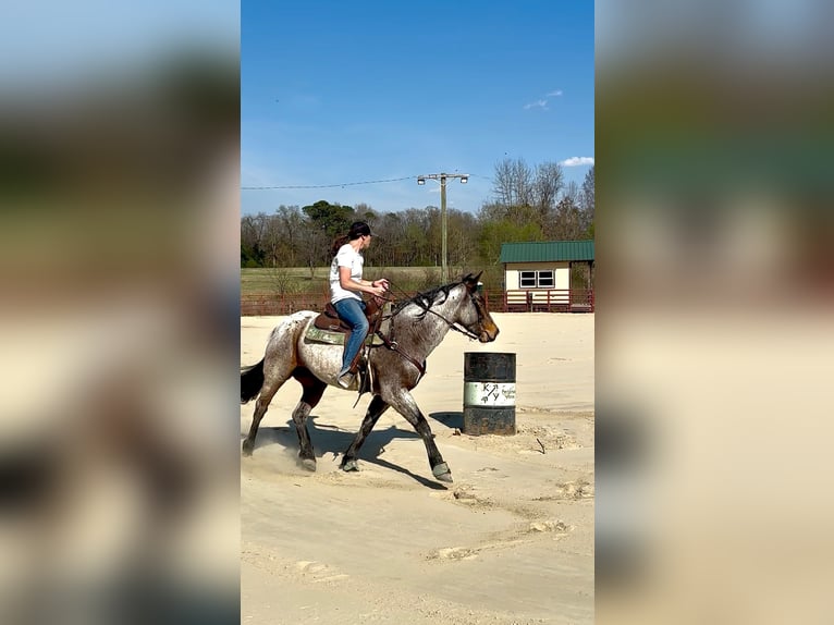 American Quarter Horse Stute 5 Jahre Roan-Bay in Four Oaks