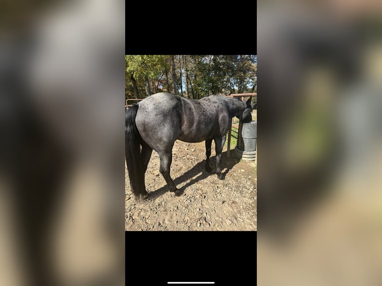 American Quarter Horse Stute 5 Jahre Roan-Blue in Blairsville