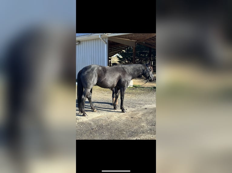 American Quarter Horse Stute 5 Jahre Roan-Blue in Blairsville