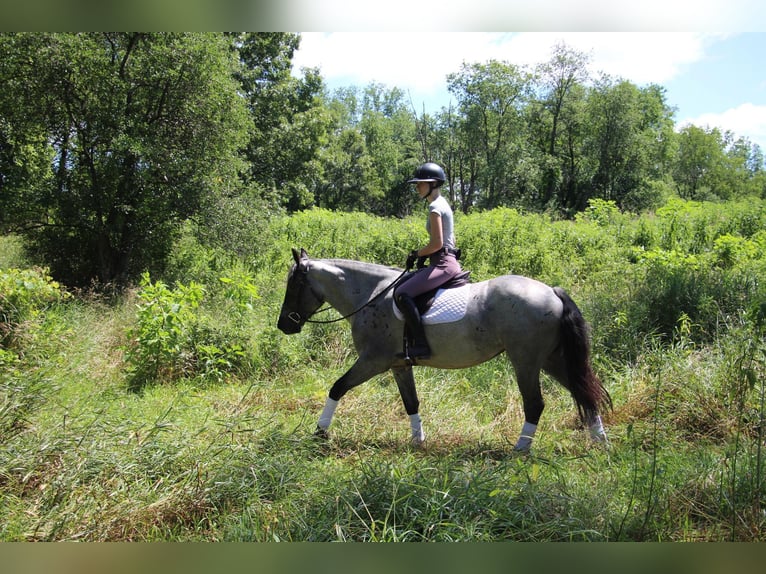 American Quarter Horse Stute 5 Jahre Roan-Blue in HIghland MI