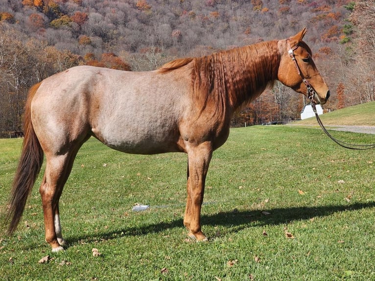 American Quarter Horse Stute 5 Jahre Roan-Red in Buffalo Mills, PA