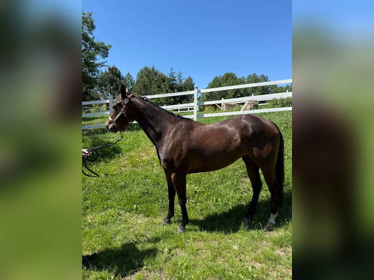 American Quarter Horse Stute 5 Jahre Rotbrauner in Banská Štiavnica