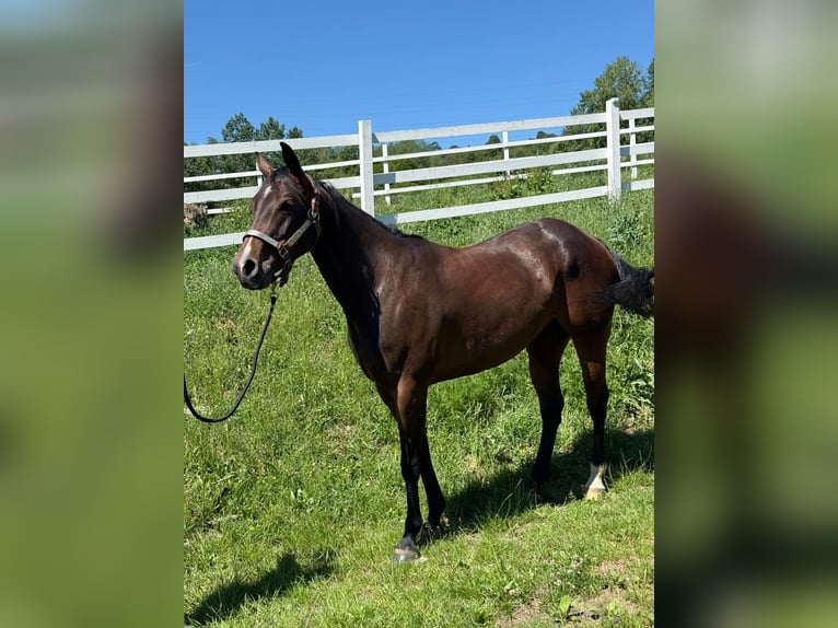 American Quarter Horse Stute 5 Jahre Rotbrauner in Banská Štiavnica