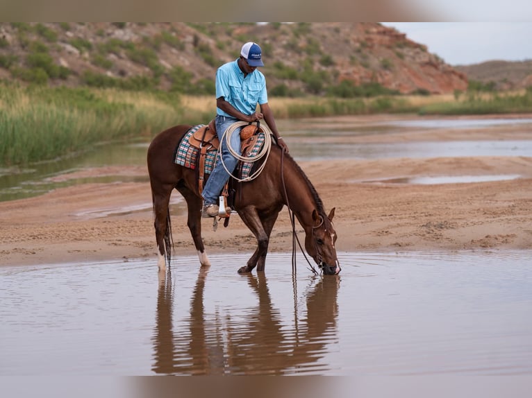 American Quarter Horse Stute 5 Jahre Rotfuchs in Casa Grande
