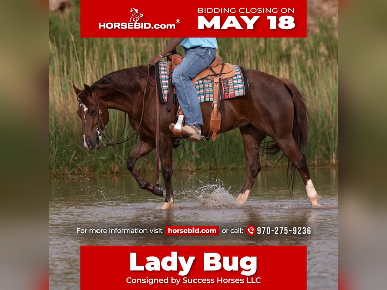 American Quarter Horse Stute 5 Jahre Rotfuchs in Casa Grande