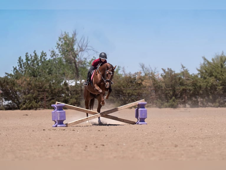 American Quarter Horse Stute 5 Jahre Rotfuchs in Casa Grande