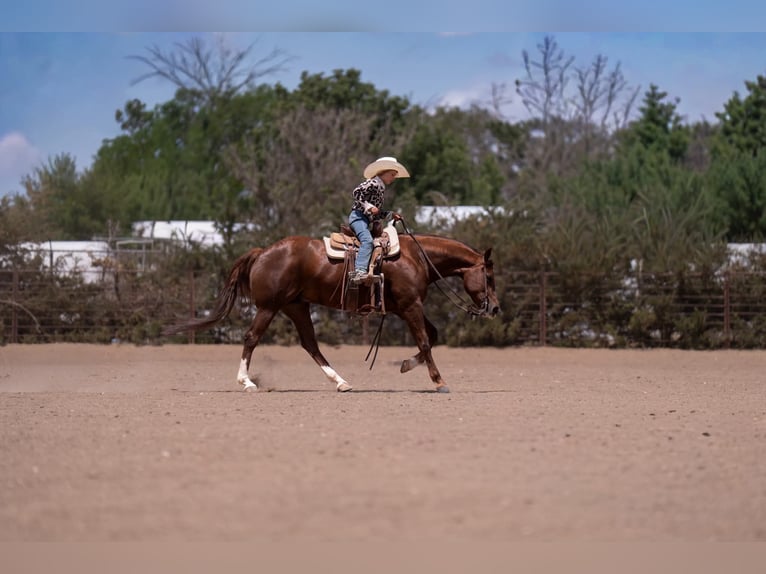 American Quarter Horse Stute 5 Jahre Rotfuchs in Casa Grande