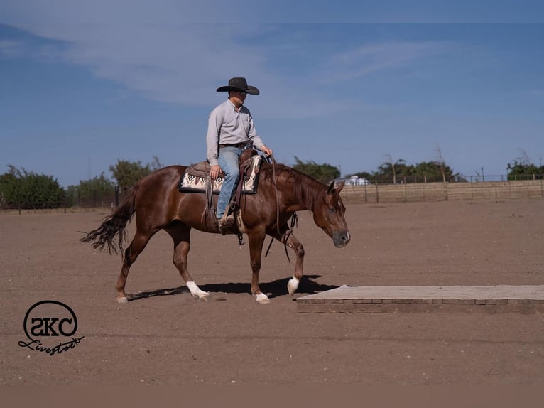 American Quarter Horse Stute 5 Jahre Rotfuchs in Canyon