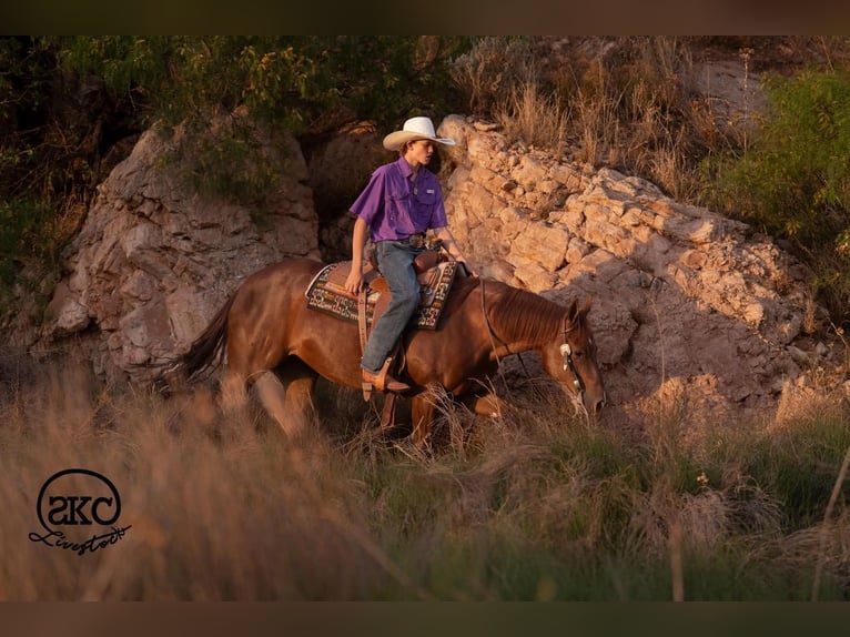 American Quarter Horse Stute 5 Jahre Rotfuchs in Canyon