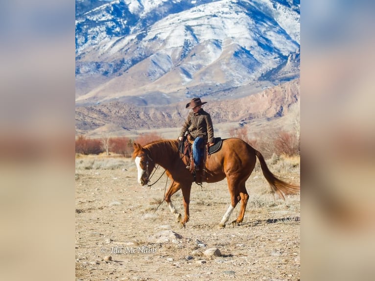 American Quarter Horse Stute 5 Jahre Rotfuchs in Cody, WY