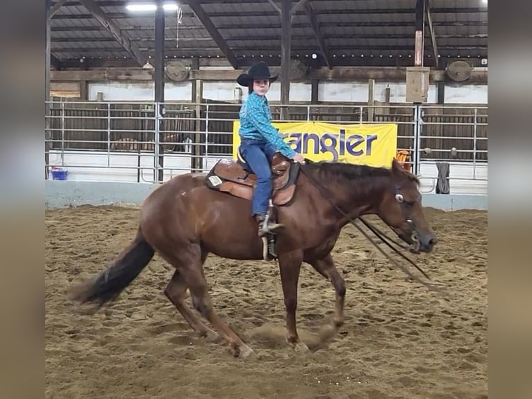American Quarter Horse Stute 5 Jahre Rotfuchs in Robards, KY