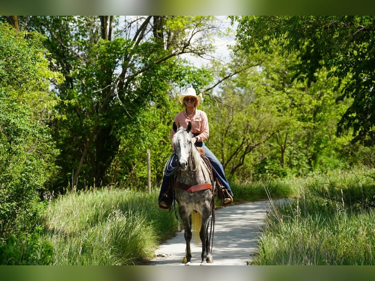 American Quarter Horse Stute 5 Jahre Schimmel in Corsica