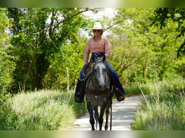 American Quarter Horse Stute 5 Jahre Schimmel in Corsica