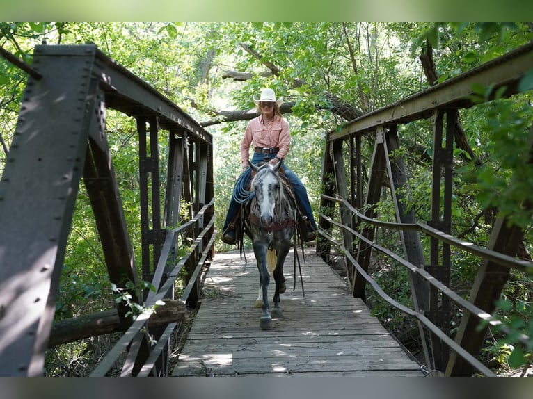 American Quarter Horse Stute 5 Jahre Schimmel in Corsica