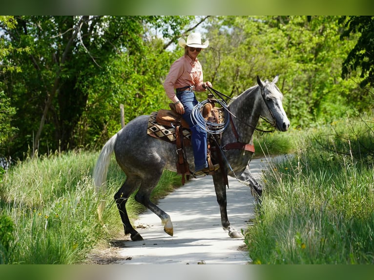American Quarter Horse Stute 5 Jahre Schimmel in Corsica