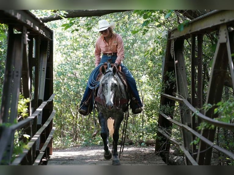 American Quarter Horse Stute 5 Jahre Schimmel in Corsica