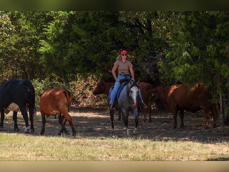 American Quarter Horse Stute 5 Jahre Schimmel in Quitman