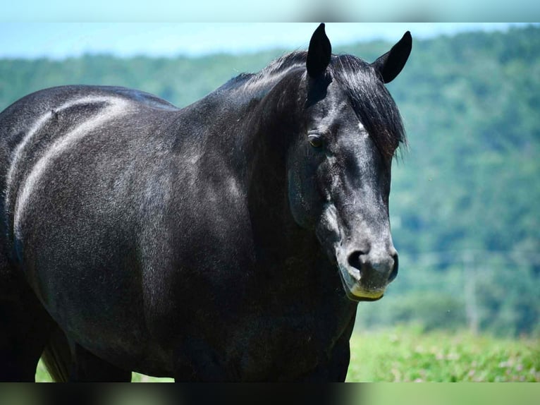 American Quarter Horse Stute 5 Jahre Schimmel in Rebersburg