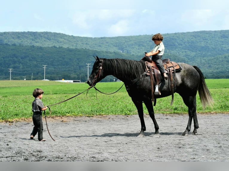 American Quarter Horse Stute 5 Jahre Schimmel in Rebersburg