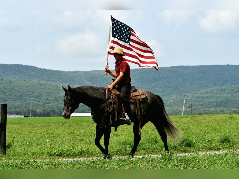American Quarter Horse Stute 5 Jahre Schimmel in Rebersburg