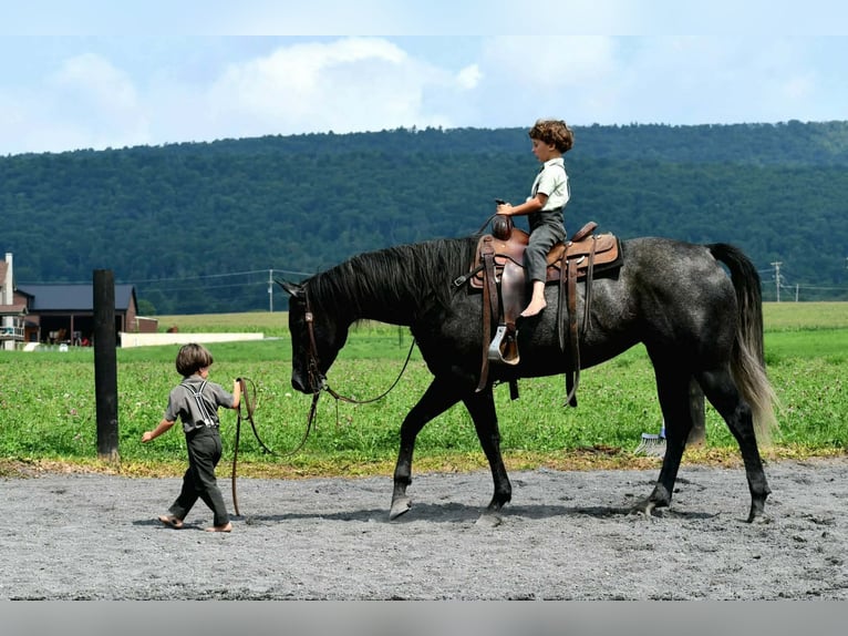 American Quarter Horse Stute 5 Jahre Schimmel in Rebersburg