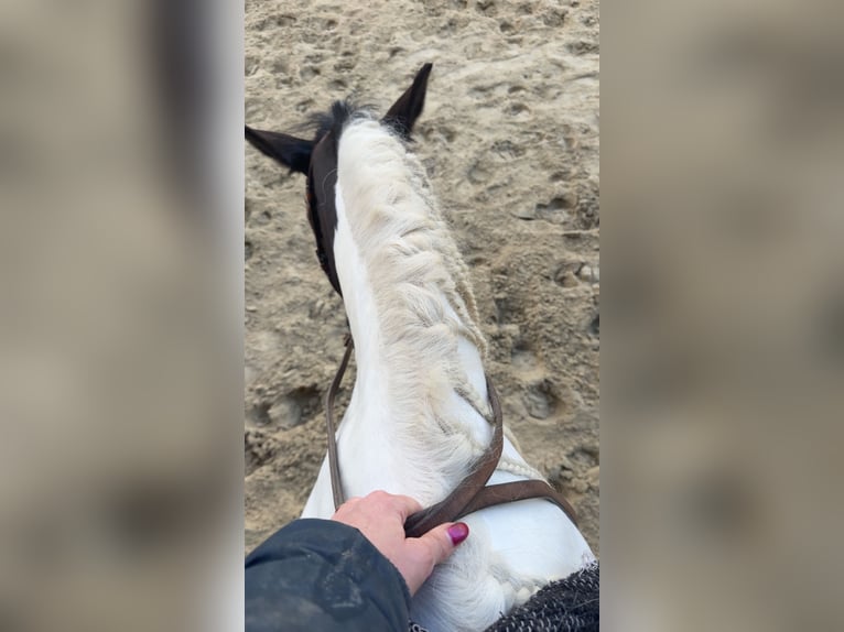 American Quarter Horse Mix Stute 6 Jahre 140 cm Overo-alle-Farben in Werneck