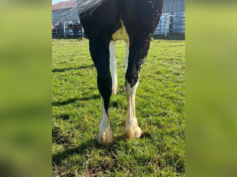 American Quarter Horse Mix Stute 6 Jahre 140 cm Overo-alle-Farben in Werneck