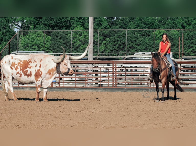 American Quarter Horse Stute 6 Jahre 140 cm Roan-Bay in Tremont IL
