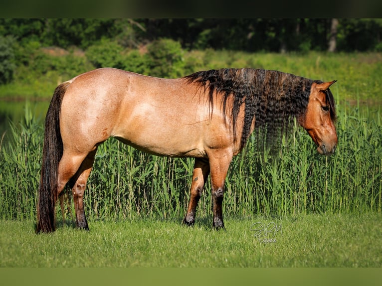 American Quarter Horse Stute 6 Jahre 140 cm Roan-Bay in Tremont IL