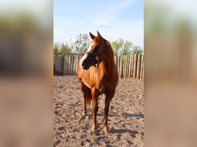 American Quarter Horse Stute 6 Jahre 142 cm Dunkelfuchs in Scottsdale AZ