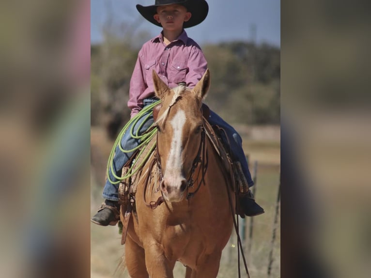 American Quarter Horse Stute 6 Jahre 142 cm Palomino in Stephenville, TX