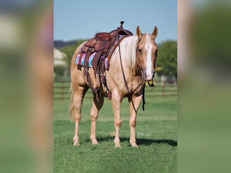American Quarter Horse Stute 6 Jahre 142 cm Palomino in Addison, TX