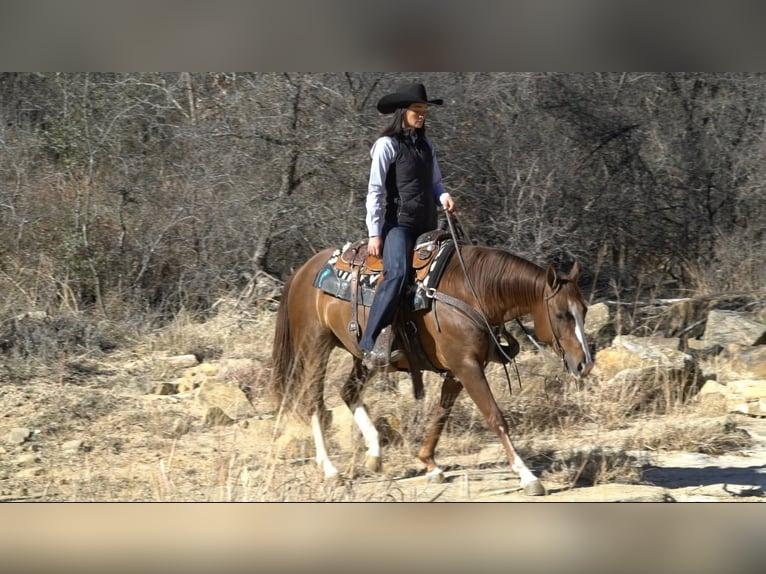 American Quarter Horse Stute 6 Jahre 142 cm Rotfuchs in Gordon