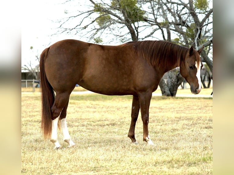 American Quarter Horse Stute 6 Jahre 142 cm Rotfuchs in Gordon
